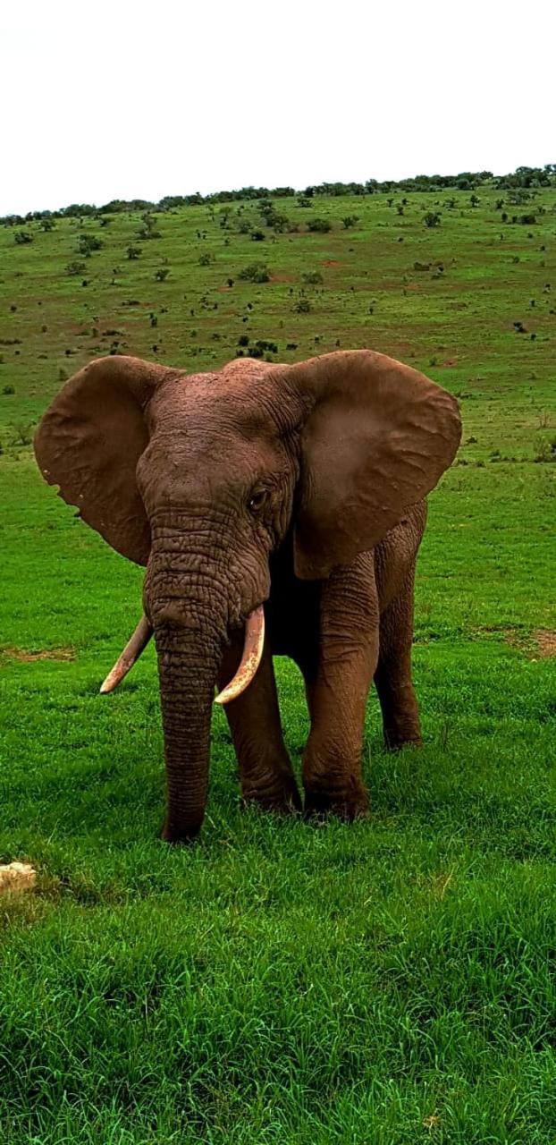 Umlambo River Lodge Kirkwood Eksteriør bilde
